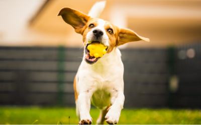 Library News 01.27.25 Celebrate Train Your Dog Month