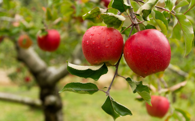 Johnny Appleseed and the Season of Apples 09.22.25